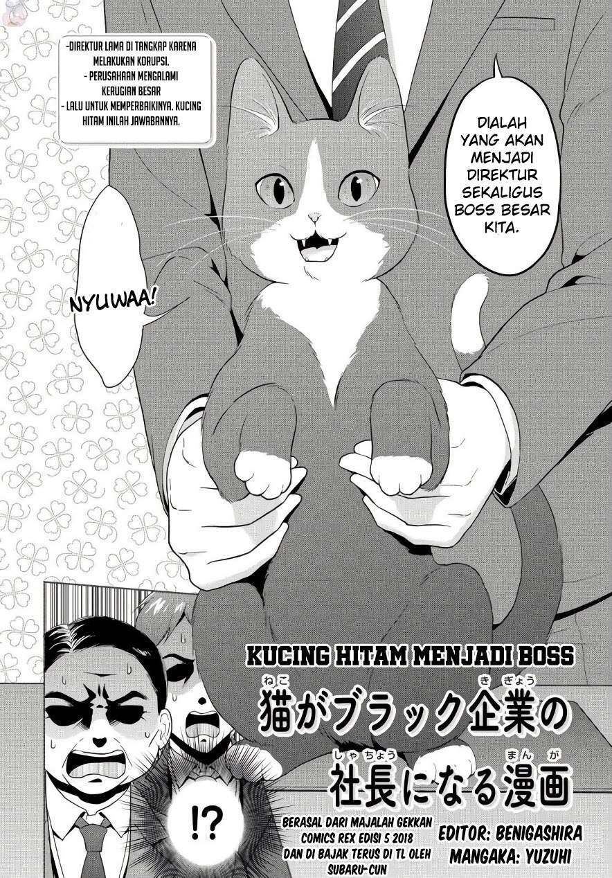 The Black Cat Who Became The Director The Black Cat Who Became The Director