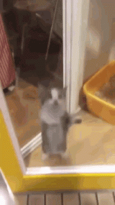 cat-cat-jumping-942417-XRlcXSLI